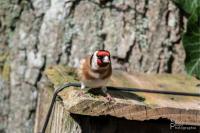 Carduelis carduelis