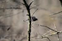 Aegithalos caudatus
