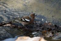 Fringilla coelebs