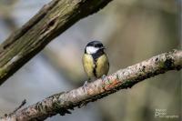 Parus major