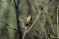 Phylloscopus collybita