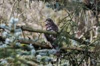 Accipiter nisus