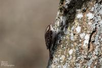 Certhia brachydactyla