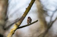 Carduelis carduelis