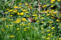 Troglodytes troglodytes