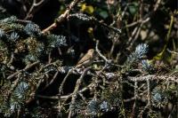 Phylloscopus collybita