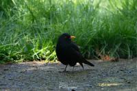 Turdus merula