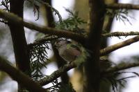 Aegithalos caudatus