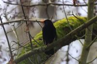 Turdus merula