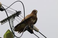 Buteo buteo