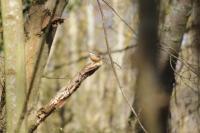 Sitta europaea