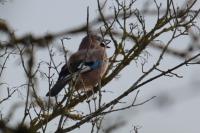 Garrulus glandarius