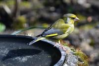 Chloris chloris