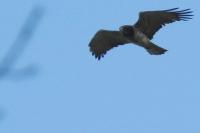 Circaetus gallicus