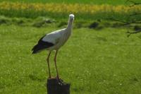 Ciconia ciconia
