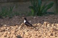 Turdus torquatus