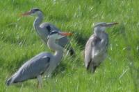Ardea cinerea