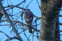 Accipiter nisus
