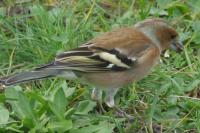 Fringilla coelebs
