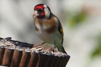 Carduelis carduelis
