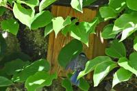 Cyanistes caeruleus