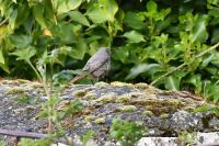 Phoenicurus ochruros