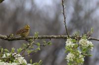 Emberiza citrinella