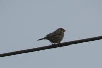 Emberiza calandra
