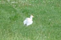 Bubulcus ibis