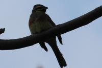Emberiza cirlus