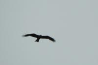 Milvus migrans