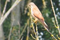 Falco tinnunculus