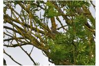 Turdus viscivorus