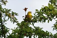 Emberiza citrinella