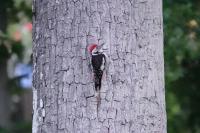 Dendrocopos medius