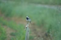 Motacilla alba
