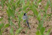 Motacilla alba