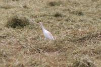 Bubulcus ibis
