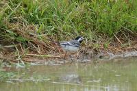 Motacilla alba