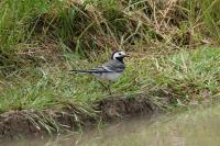 Motacilla alba