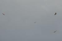 Buteo buteo