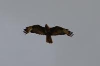 Buteo buteo