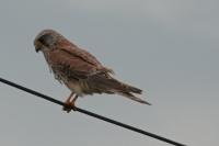 Falco tinnunculus