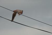 Falco tinnunculus