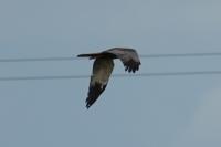 Circus aeruginosus