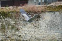 Ardea cinerea