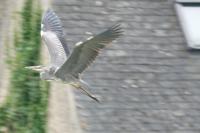 Ardea cinerea