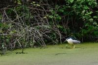 Nycticorax nycticorax