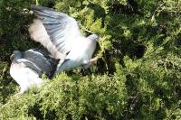 Columba palumbus