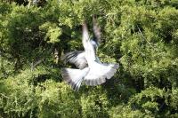 Columba palumbus